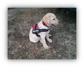 A képen egy világos színű kölyök labrador látható, aki a fűben ül, és piros nyakörvet és piros vezetőhámot visel.